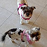 dog, pet, indoor, tile_floor, small_dog, harness, pink_harness, looking_up, tail_wagging, two_dogs, animal, cute, companion, domestic, fur, standing, alert, playful, friendly, canine
