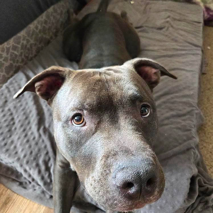 Loki joined the competition — help win amazing prizes! canidae, carnivore, collar, companion_dog, dog, dog_breed, dog_collar, dog_supply, fawn, grey, non_sporting_group, pet_supply, rampur_greyhound, sighthound, snout, sporting_group, terrestrial_animal, whiskers, working_animal