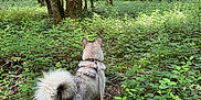 Urka participe au concours pour gagner de l'argent avec cette photo : adventure, bark, canine, dog, exploration, forest, fur, greenery, leash, leaves, nature, outdoor, path, plants, sunlight, tail, trees, trunk, walking, woods