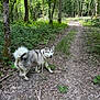 Urka a rejoint le concours — aidez-le/la à gagner de superbes lots ! adventure, animal, bark, canine, daylight, dog, forest, fur, greenery, husky, leash, leaves, nature, outdoor, path, pet, trail, trees, walking, woods