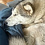 Urka a rejoint le concours — aidez-le/la à gagner de superbes lots ! animal, blanket, closeup, comfort, cozy, dog, ear, face, floor, fur, home, husky, indoors, pet, relaxation, resting, sleeping, snout, tail, tile
