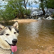 Urka a rejoint le concours — aidez-le/la à gagner de superbes lots ! animal, canine, daytime, dog, greenery, happy, husky, landscape, leash, nature, outdoor, pet, river, rocks, sand, sky, tongue_out, trees, water, waterfall