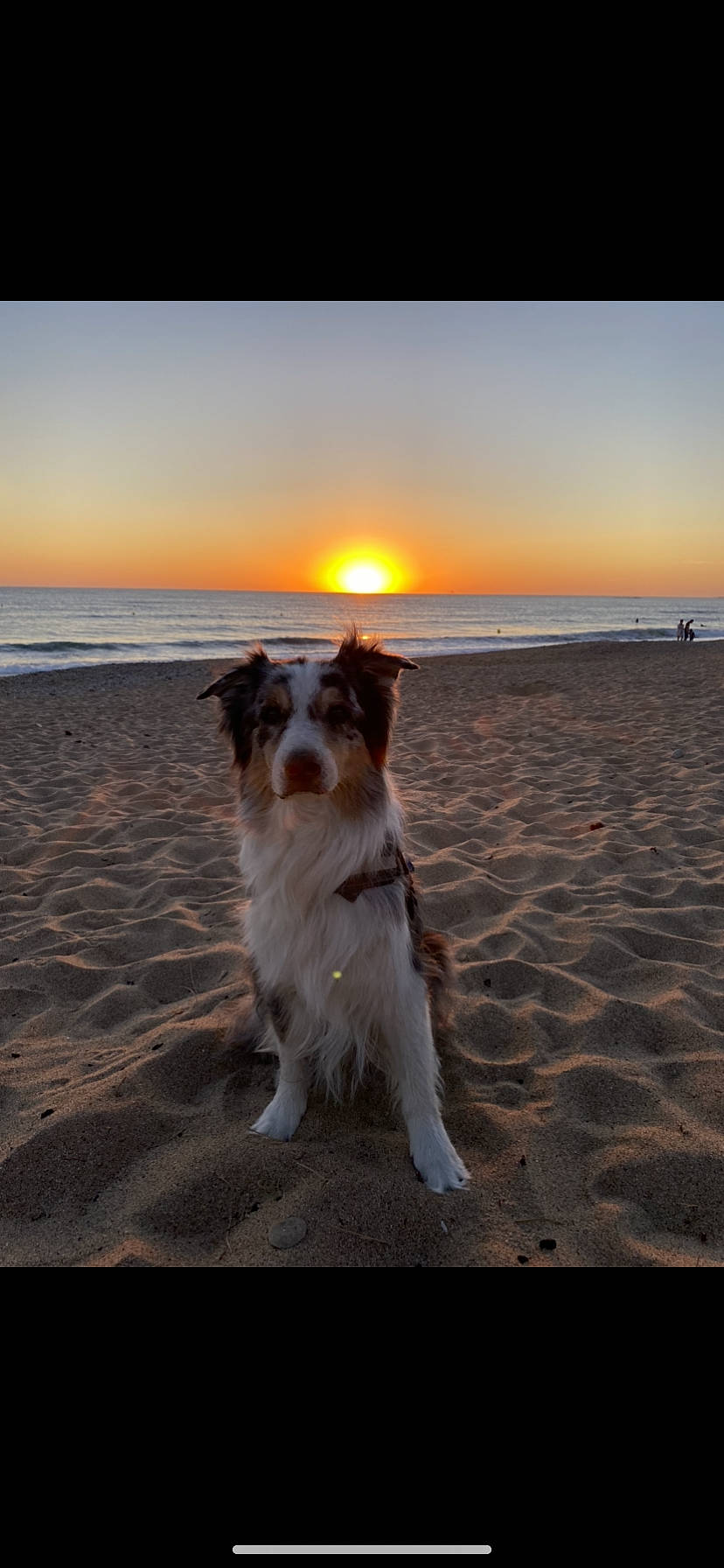 Gouk participe au concours pour gagner de l'argent avec cette photo : beach, body_of_water, calm, carnivore, companion_dog, dog, dog_breed, fawn, heat, horizon, landscape, ocean, sand, shore, sky, sunlight, sunrise, sunset, water, wind_wave