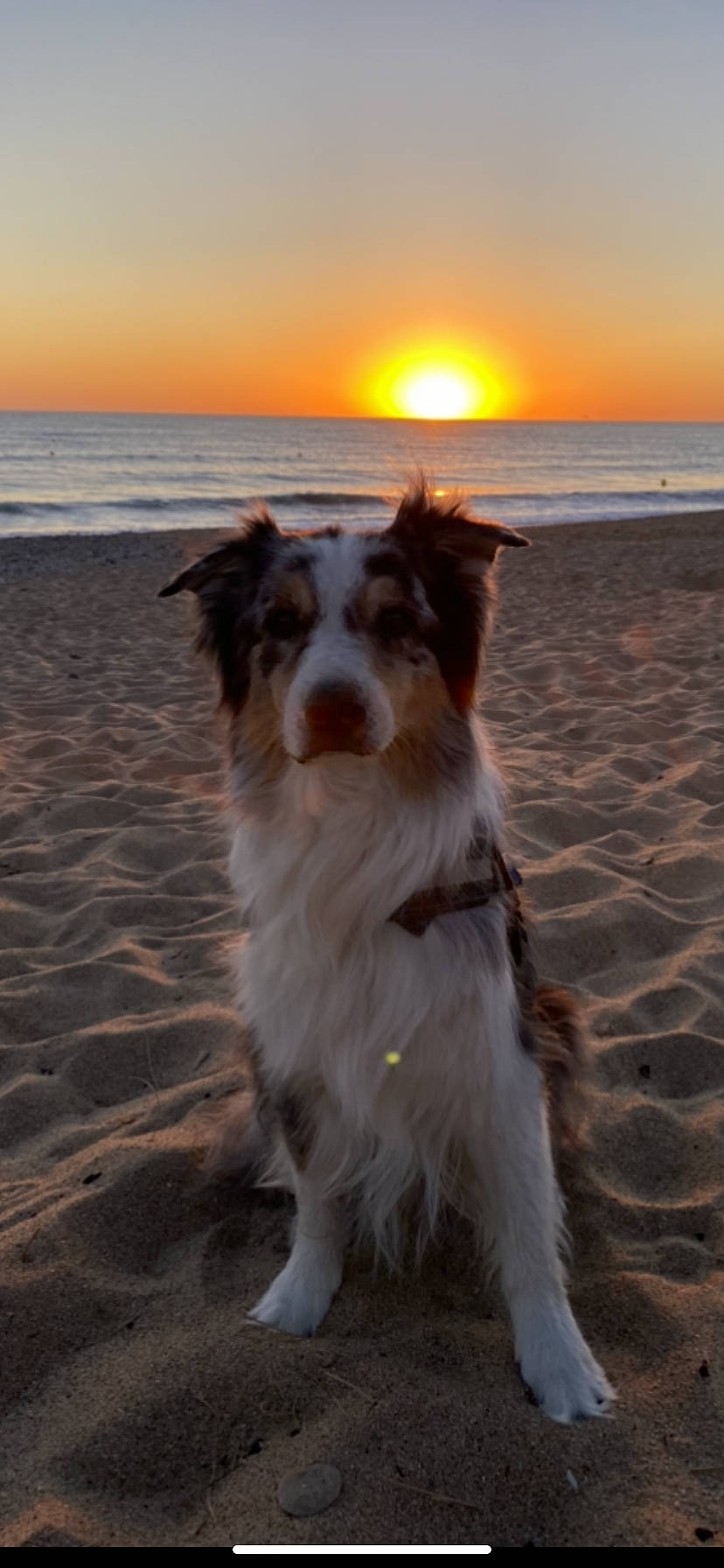 Gouk participe au concours pour gagner de l'argent avec cette photo : beach, carnivore, coastal_and_oceanic_landforms, companion_dog, dog, dog_breed, horizon, landscape, light, morning, shore, sky, sporting_group, summer, sunlight, sunrise, sunset, water, wave, wind_wave