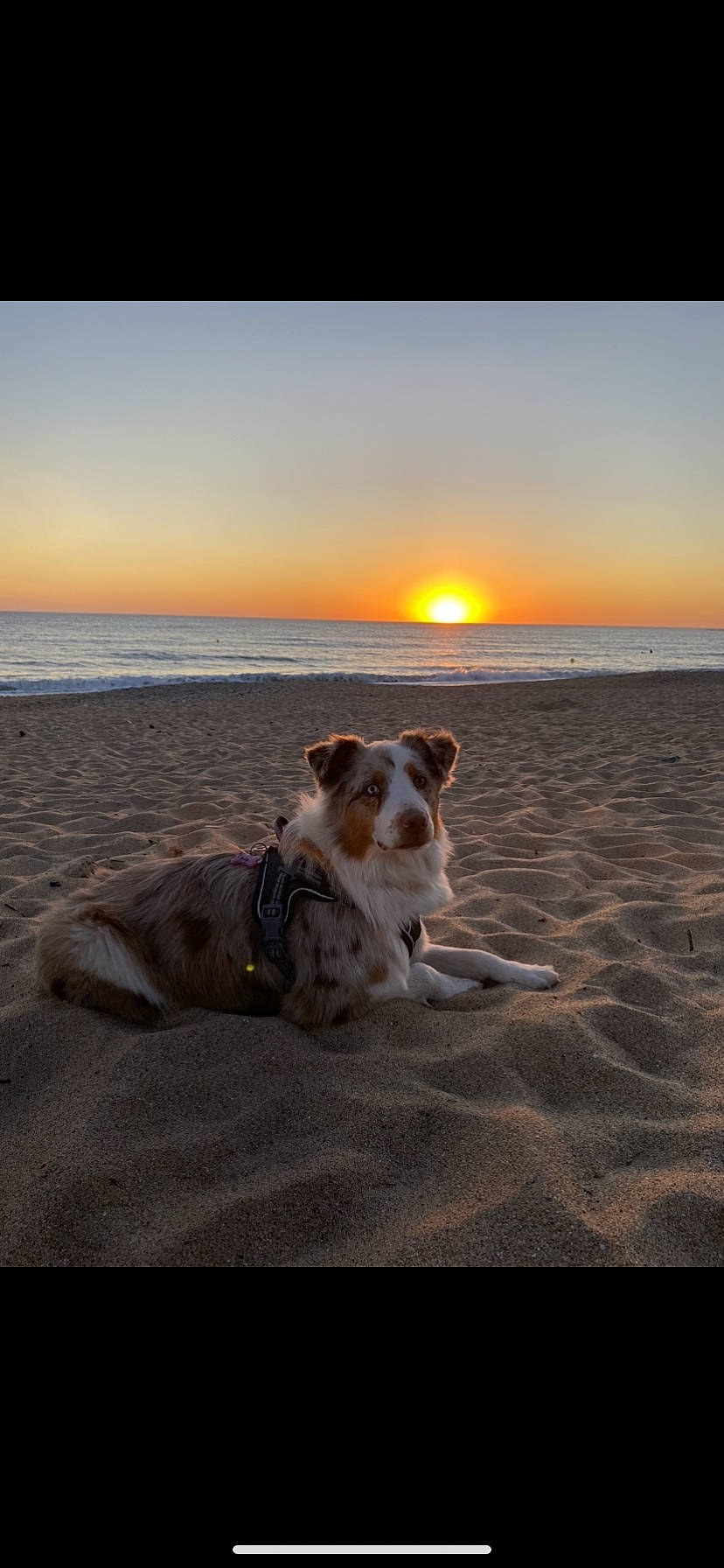 Ruby a rejoint le concours — aidez-le/la à gagner de superbes lots ! beach, body_of_water, calm, carnivore, coastal_and_oceanic_landforms, companion_dog, dog, dog_breed, fawn, horizon, landscape, sand, shore, sky, summer, sunlight, sunrise, sunset, water, wood