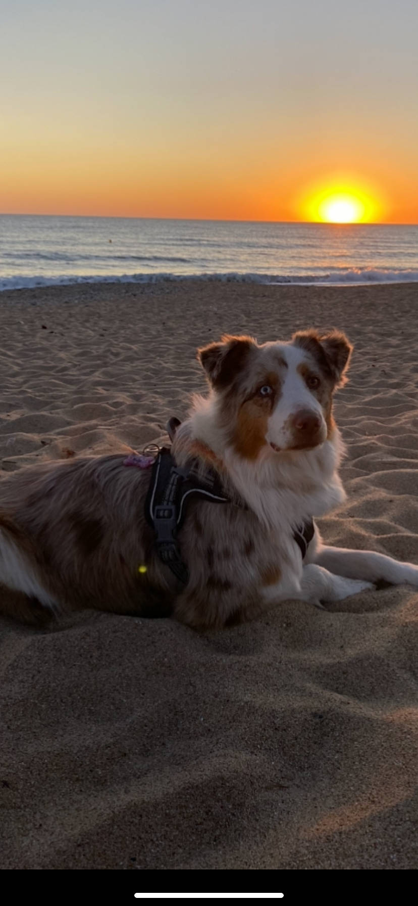 Ruby participe au concours pour gagner de l'argent avec cette photo : beach, body_of_water, carnivore, coastal_and_oceanic_landforms, companion_dog, dog, dog_breed, herding_dog, horizon, landscape, light, morning, photograph, sand, shore, sky, summer, sunlight, sunset, water