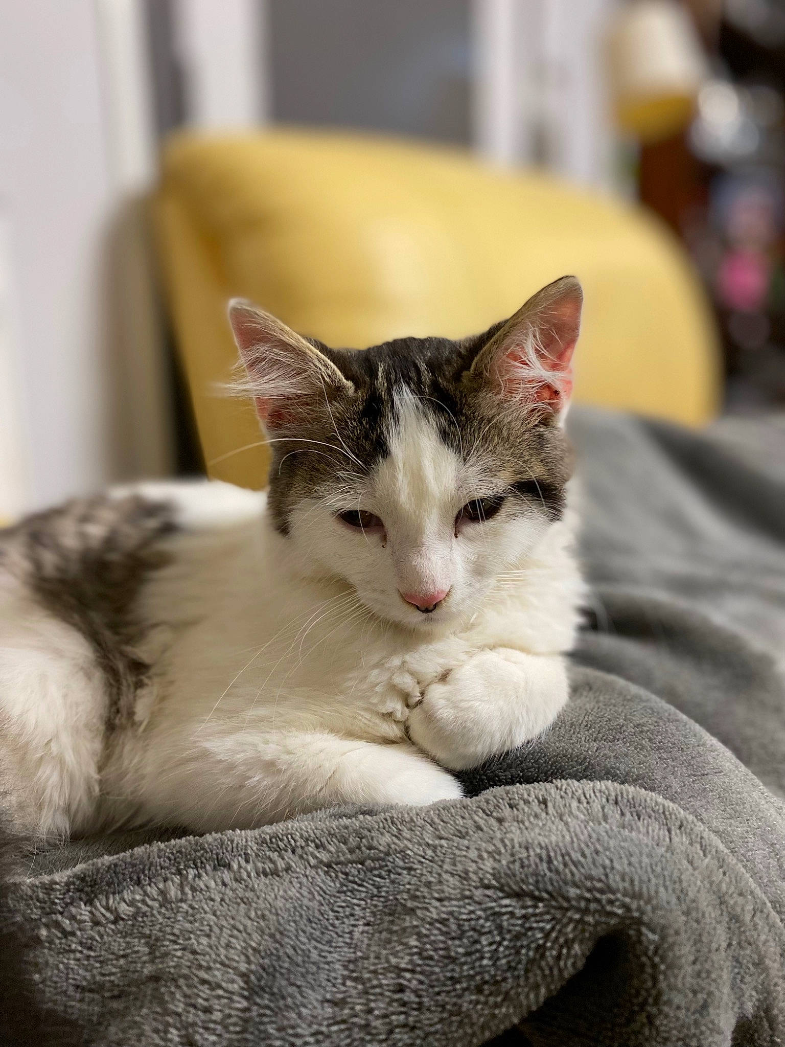 Spycki a rejoint le concours — aidez-le/la à gagner de superbes lots ! carnivore, cat, cat_supply, claw, comfort, domestic_short_haired_cat, eye, eyelash, fawn, felidae, fur, head, human_body, paw, sitting, small_to_medium_sized_cats, snout, tail, tree, whiskers