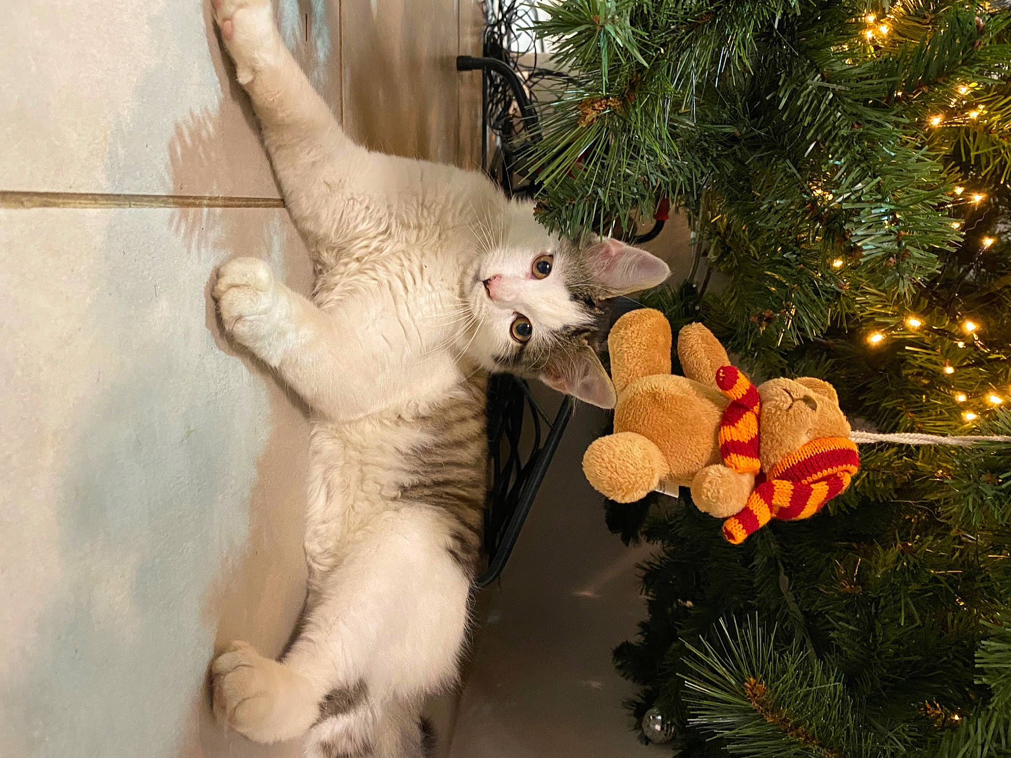 Spycki a rejoint le concours — aidez-le/la à gagner de superbes lots ! carnivore, cat, christmas_decoration, christmas_ornament, christmas_tree, event, evergreen, fawn, felidae, holiday, holiday_ornament, ornament, plant, small_to_medium_sized_cats, snout, tail, toy, tree, whiskers, wood