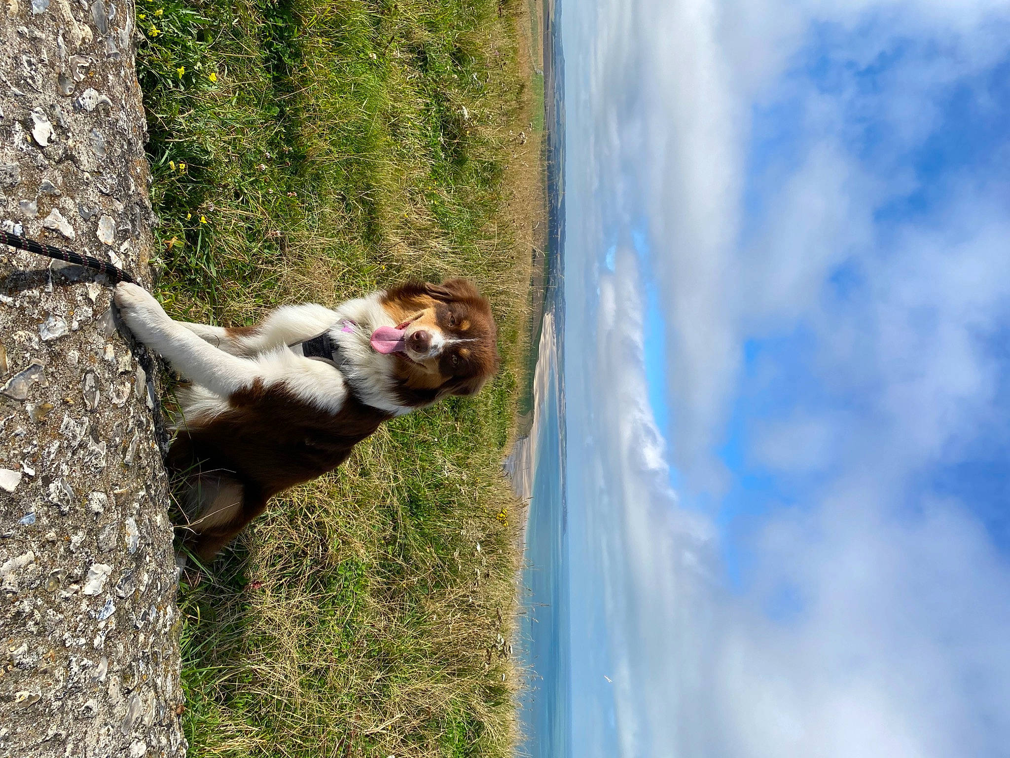 Taïka participe au concours pour gagner de l'argent avec cette photo : cloud, companion_dog, cumulus, dog, dog_breed, grass, leash, leisure, plant, sky, tail, terrestrial_animal, tree, water, working_animal