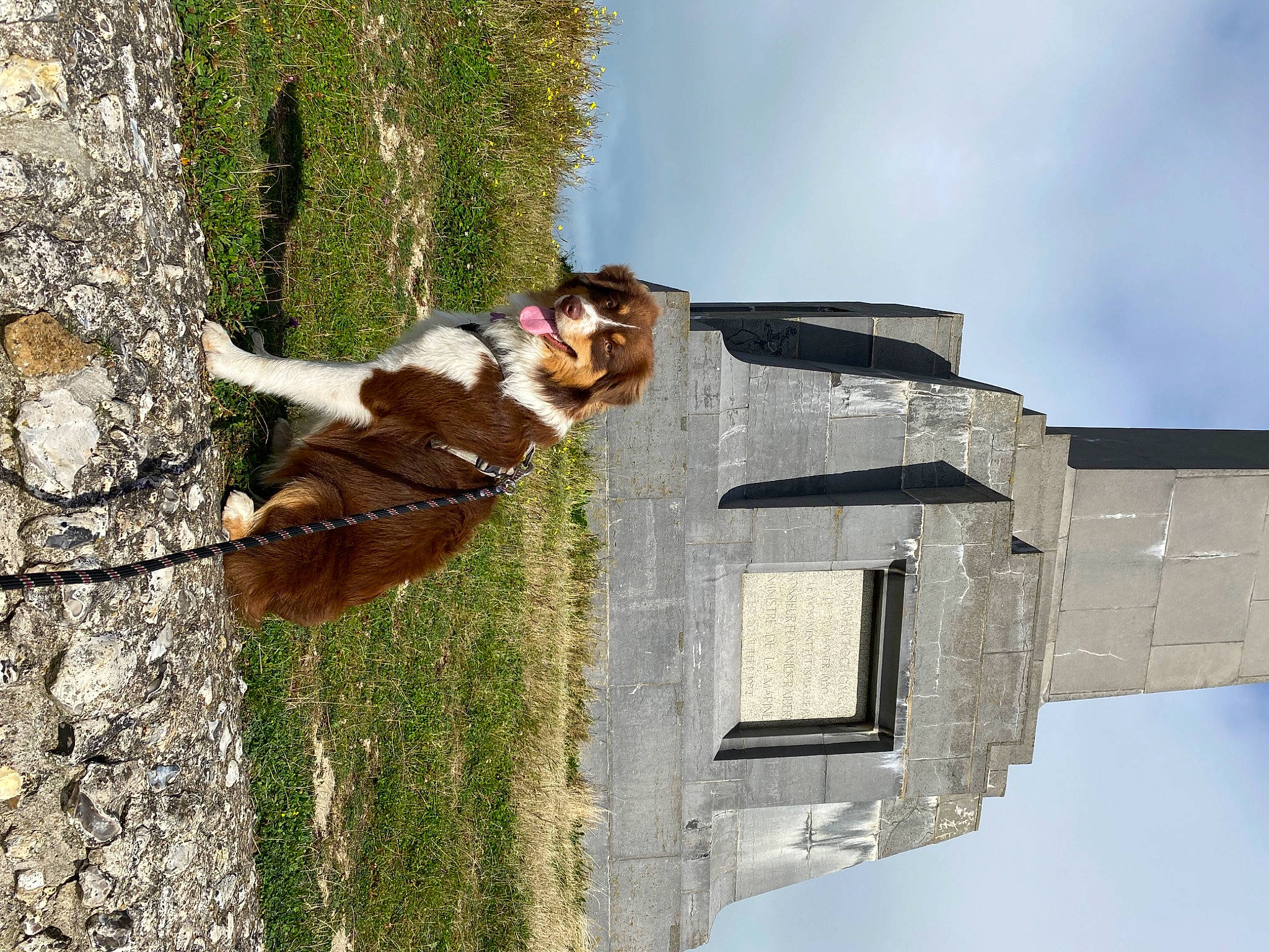 Taïka participe au concours pour gagner de l'argent avec cette photo : bridle, building, carnivore, cloud, collar, companion_dog, dog, dog_supply, leash, liver, pet_supply, plant, recreation, sky, stallion, tree, water, window, wood, working_animal