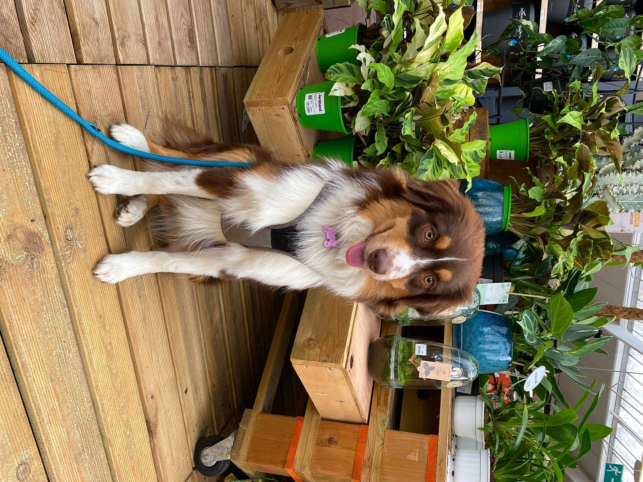 Taïka participe au concours pour gagner de l'argent avec cette photo : annual_plant, canidae, carnivore, companion_dog, dog, dog_breed, fawn, felidae, fur, herb, houseplant, plant, snout, sporting_group, tree, wood, working_animal