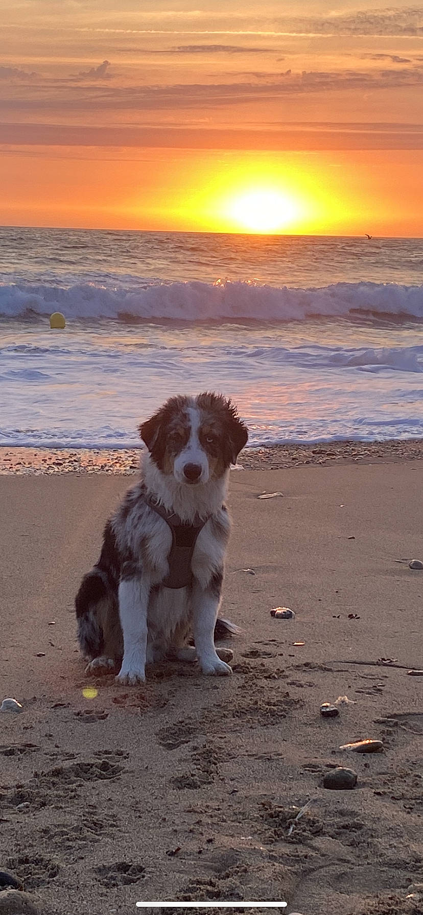 Tao participe au concours pour gagner de l'argent avec cette photo : afterglow, beach, body_of_water, calm, carnivore, coastal_and_oceanic_landforms, companion_dog, dog, dog_breed, horizon, landscape, light, morning, sand, sky, sunlight, sunrise, sunset, water, wind_wave