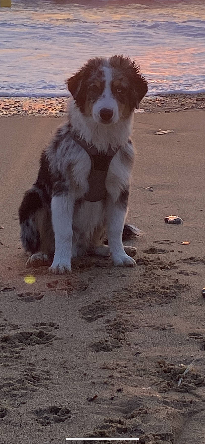 Tao participe au concours pour gagner de l'argent avec cette photo : beach, border_collie, canidae, carnivore, companion_dog, dog, dog_breed, gun_dog, herding_dog, hunting_dog, ocean, sand, soil, sporting_group, water, wave, wind_wave, working_dog