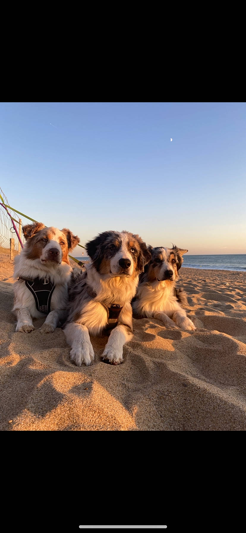 Tao a rejoint le concours — aidez-le/la à gagner de superbes lots ! beach, canidae, carnivore, cloud, companion_dog, dog, dog_breed, evening, fawn, fun, goggles, happy, heat, horizon, landscape, sand, sky, sporting_group, sunglasses, water