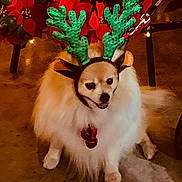 Bandit joined the competition — help win amazing prizes! dog, fluffy, white, reindeer_antlers, holiday, christmas, poinsettia, floor, pet, festive, jingle_bell, indoor, cute, small_dog, costume, animal, decoration, christmas_decor, sitting, leash
