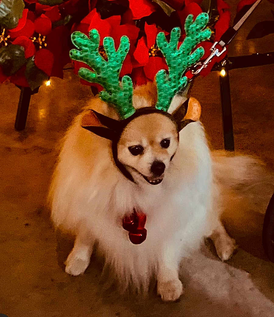Bandit joined the competition — help win amazing prizes! dog, fluffy, white, reindeer_antlers, holiday, christmas, poinsettia, floor, pet, festive, jingle_bell, indoor, cute, small_dog, costume, animal, decoration, christmas_decor, sitting, leash