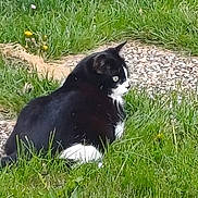 Tina participe au concours pour gagner de l'argent avec cette photo : alert, animal, black_and_white, cat, curious, daylight, domestic, ears, feline, grass, greenery, mammal, nature, outdoor, pathway, pet, relaxing, resting, side_view, whiskers