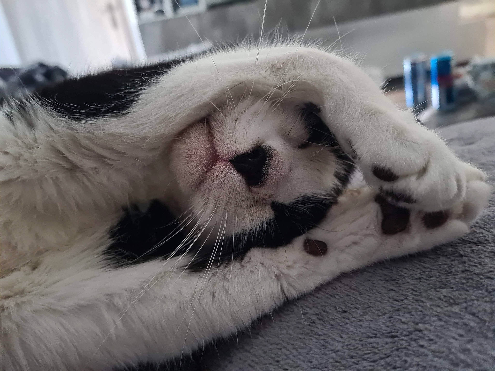 Tom a rejoint le concours — aidez-le/la à gagner de superbes lots ! box, carnivore, cat, comfort, companion_dog, dog_breed, eye, felidae, foot, fur, nap, paw, small_to_medium_sized_cats, snout, sporting_group, terrestrial_animal, whiskers