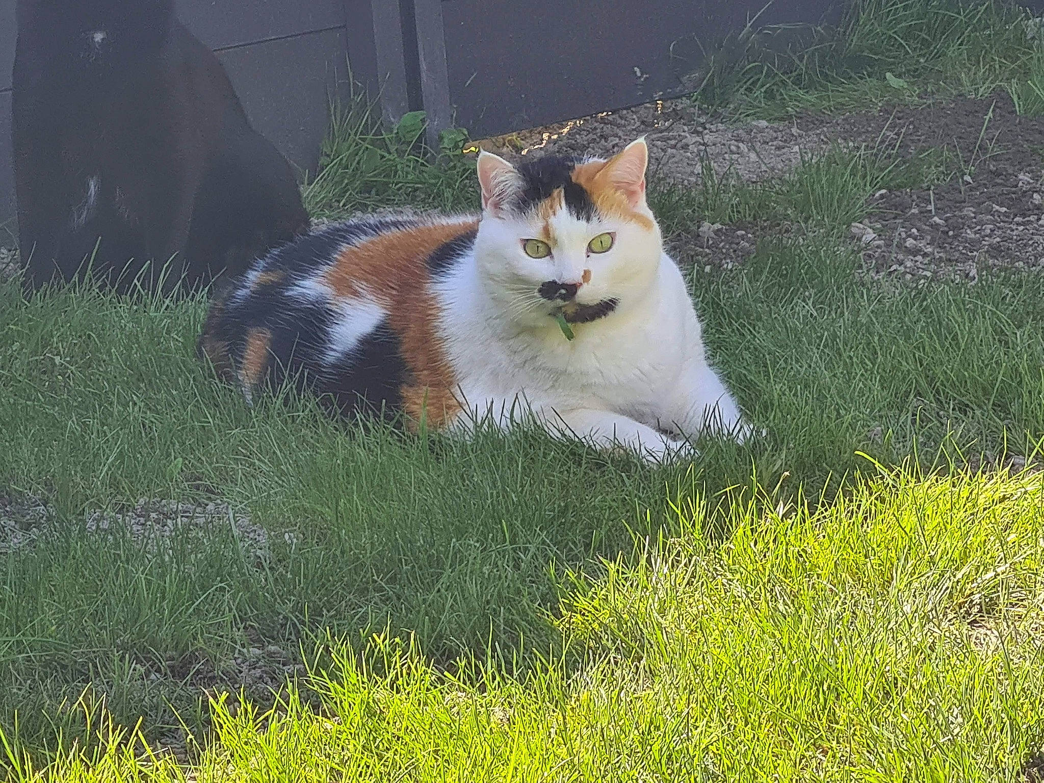 Boulette a rejoint le concours — aidez-le/la à gagner de superbes lots ! art, carnivore, cat, domestic_short_haired_cat, eye, fawn, felidae, fur, grass, grass_family, grassland, groundcover, lawn, plant, small_to_medium_sized_cats, snout, tail, terrestrial_animal, whiskers, wildlife