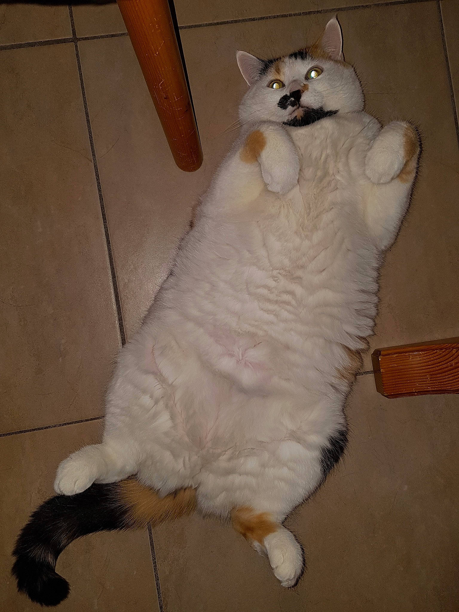 Boulette participe au concours pour gagner de l'argent avec cette photo : carnivore, cat, claw, comfort, dog_breed, domestic_short_haired_cat, fawn, felidae, floor, flooring, foot, fur, hardwood, paw, small_to_medium_sized_cats, snout, tail, terrestrial_animal, whiskers, wood