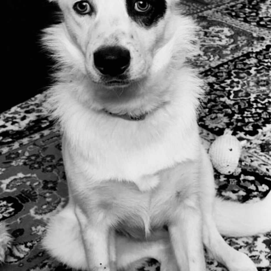 Nala is registered to the contest to win money with this photo: animal, ball, canine, dog, eskimodog, face, furniture, head, homedecor, husky, person, pet, photography, portrait, puppy, sphere, sport, tennis, tennisball, whitedog