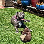 Luna joined the competition — help win amazing prizes! dog, gray_dog, grass, lawn, outdoor, sunny, plants, potted_plants, flower_pots, toy, plush_toy, happy, tongue_out, collar, pet, smiling, garden, wooden_shelf, daylight, relaxing