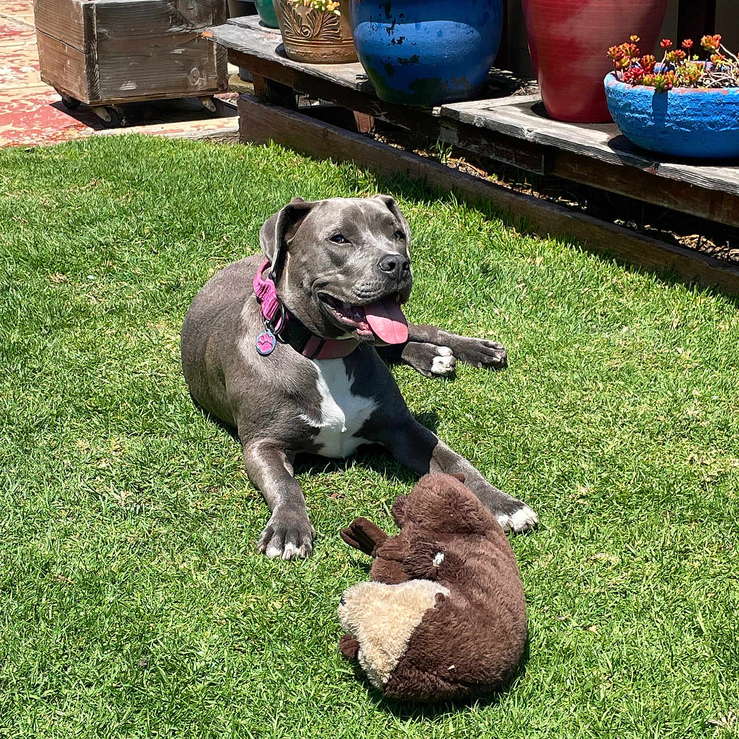 Luna joined the competition — help win amazing prizes! collar, daylight, dog, flower_pots, garden, grass, gray_dog, happy, lawn, outdoor, pet, plants, plush_toy, potted_plants, relaxing, smiling, sunny, tongue_out, toy, wooden_shelf