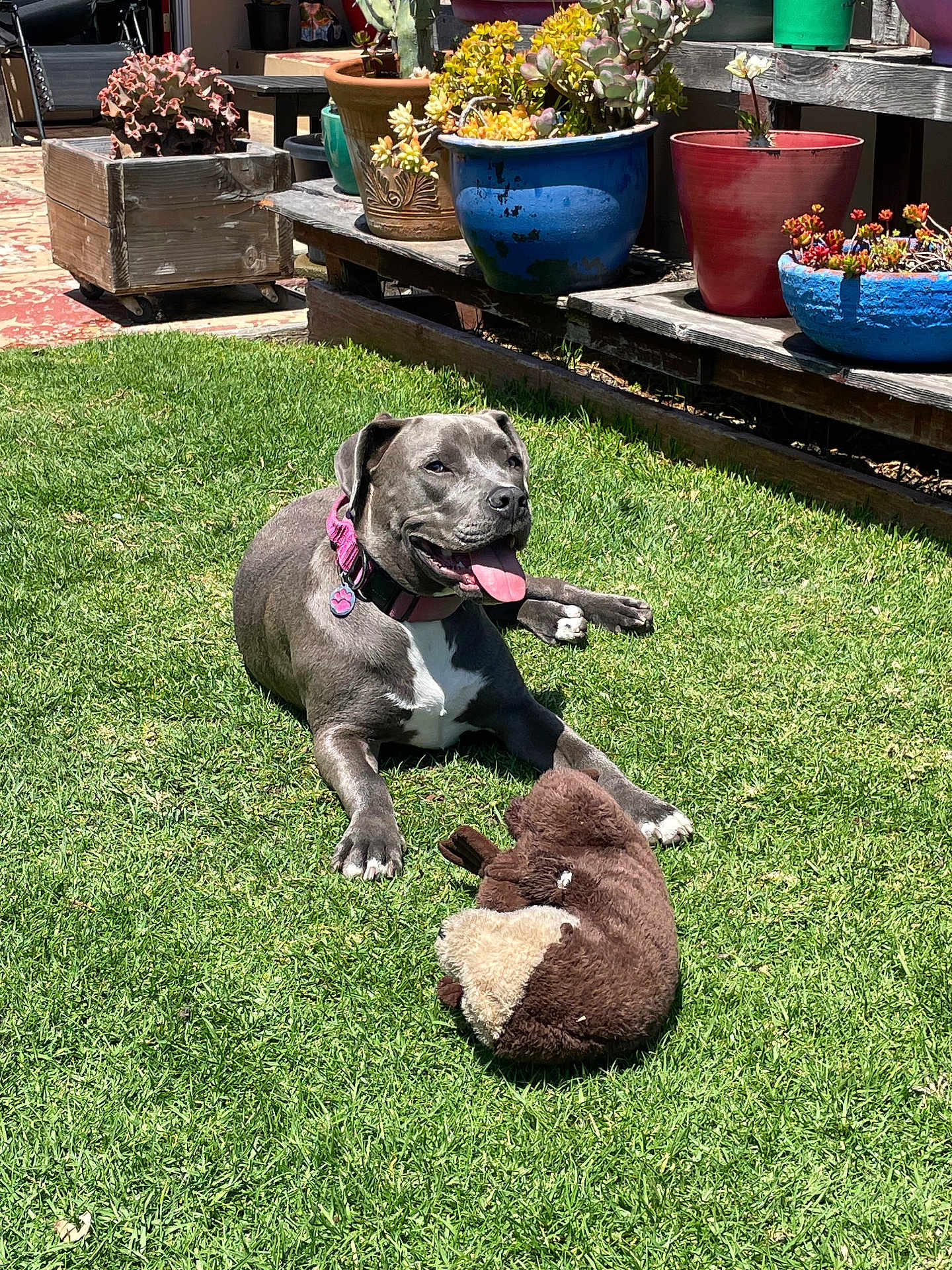 Luna joined the competition — help win amazing prizes! dog, gray_dog, grass, lawn, outdoor, sunny, plants, potted_plants, flower_pots, toy, plush_toy, happy, tongue_out, collar, pet, smiling, garden, wooden_shelf, daylight, relaxing