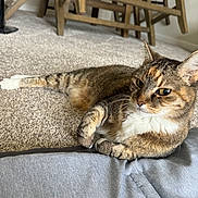 Savannah joined the competition — help win amazing prizes! alert, animal, carpet, cat, closeup, cozy, domestic_cat, fur, furniture, gray_fabric, home, indoor, paws, pet, relaxed, resting, striped, tabby_cat, whiskers, wooden_chair
