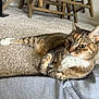 alert, animal, carpet, cat, closeup, cozy, domestic_cat, fur, furniture, gray_fabric, home, indoor, paws, pet, relaxed, resting, striped, tabby_cat, whiskers, wooden_chair