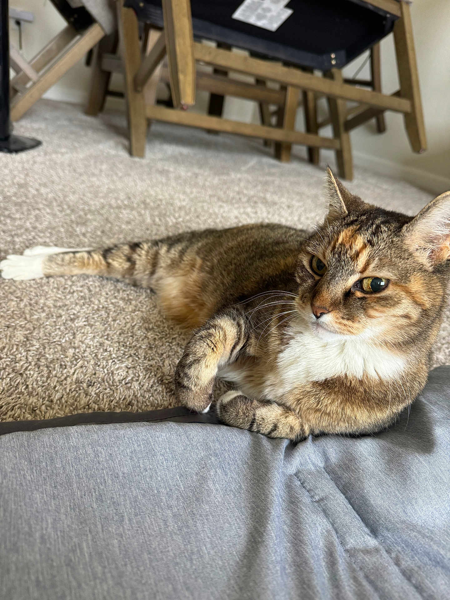 Savannah