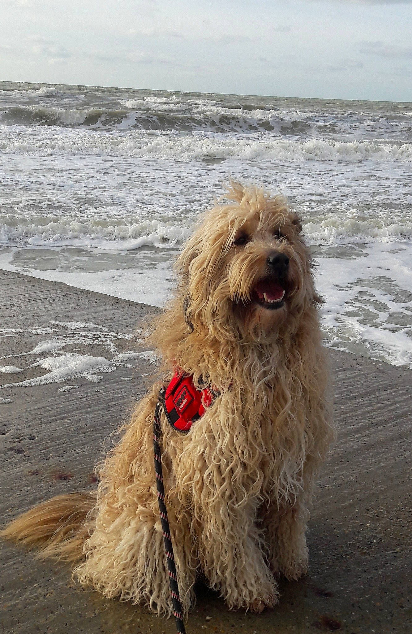 Nouméa participe au concours pour gagner de l'argent avec cette photo : beach, carnivore, cloud, companion_dog, dog, dog_breed, giant_dog_breed, lake, mammal, ocean, sky, small_terrier, sporting_group, terrier, water, water_dog, wheel, wind_wave, wood, working_animal