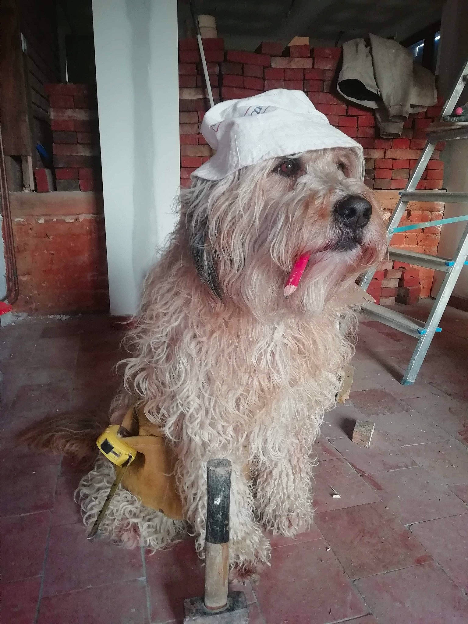 Nouméa a rejoint le concours — aidez-le/la à gagner de superbes lots ! canidae, carnivore, collar, companion_dog, dog, dog_breed, dog_collar, dog_supply, flooring, fur, ladder, non_sporting_group, road_surface, romanian_mioritic_shepherd_dog, small_terrier, snout, sporting_group, terrier, toy_dog, working_animal