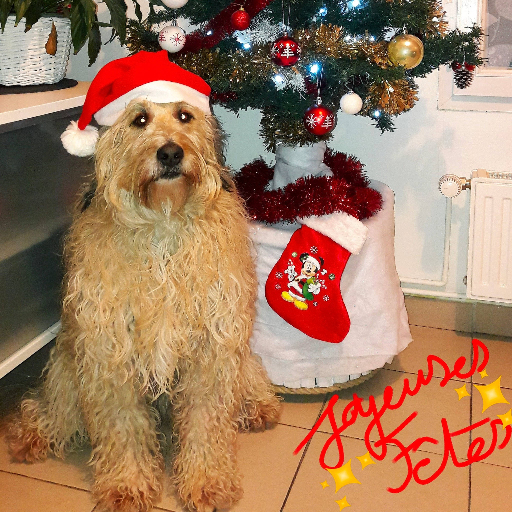 Nouméa a rejoint le concours — aidez-le/la à gagner de superbes lots ! beard, carnivore, christmas, christmas_decoration, christmas_eve, christmas_ornament, christmas_tree, companion_dog, costume_hat, dog, dog_breed, event, fur, hat, holiday, holiday_ornament, interior_design, ornament, santa_claus, sporting_group