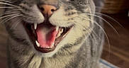 Haze is registered to the contest to win money with this photo: animal_portrait, basket, cat, close_up, ears, eyes, front_facing, funny_expression, gray_fur, home, indoor, open_mouth, pet, rug, sitting, smiling, sofa, tabby_cat, teeth, whiskers