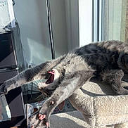 Haze is registered to the contest to win money with this photo: acrobatic, animal, cat, cat_tree, feline, fur, furniture, gray_cat, home, indoors, open_mouth, paws, pet, playful, relaxed, stretching, sunlight, upside_down, whiskers, window