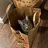 Haze joined the competition — help win amazing prizes! animal, basket, blankets, cat, curious, ears, eyes, face, funny, home, indoors, laundry, paper_bag, pet, portrait, shopping_bag, sitting, tabby_cat, whiskers, wooden_floor