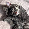 Haze is registered to the contest to win money with this photo: animal, blanket, cat, close_up, closed_eyes, cozy, cute, furry, gray_cat, indoor, paws, pet, pink_nose, playful, portrait, relaxed, resting, sleeping, soft_surface, whiskers