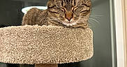 Tahoe joined the competition — help win amazing prizes! brown, carpet, cat, cat_tree, closed_eyes, ears, feline, fur, glass_door, home, indoors, pet, portrait, relaxed, scratching_post, sleeping, sleepy, striped, tabby, whiskers