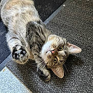 Tahoe is registered to the contest to win money with this photo: animal, carpet, cat, closeup, curious, floor, fur, green_eyes, indoor, lying_down, mat, paw, pet, pink_nose, playful, pointed_ears, portrait, tabby, upside_down, whiskers