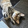 animal, carpet, cat, closeup, curious, floor, fur, green_eyes, indoor, lying_down, mat, paw, pet, pink_nose, playful, pointed_ears, portrait, tabby, upside_down, whiskers