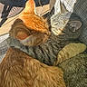 adorable, animal_portrait, cats, chair, close_up, cuddling, domestic_animals, fan, fur, gray_tabby, nose_to_nose, orange_tabby, outdoor, patio, pets, relaxed, sleeping, sunlight, tabby, whiskers