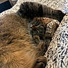 bed, blanket, brown_cat, cat, cats, closeup, cozy, cuddling, eyes, feline, fur, gray_cat, indoors, kitten, pet, portrait, relaxed, sleeping, tabby, whiskers