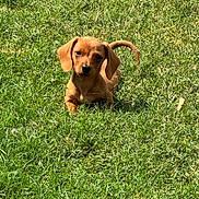 Dash is registered to the contest to win money with this photo: adorable, animal, brown, canine, cute, daytime, dog, domestic, fur, grass, lawn, nature, outdoor, pet, puppy, relaxing, small, summer, sunlight, young