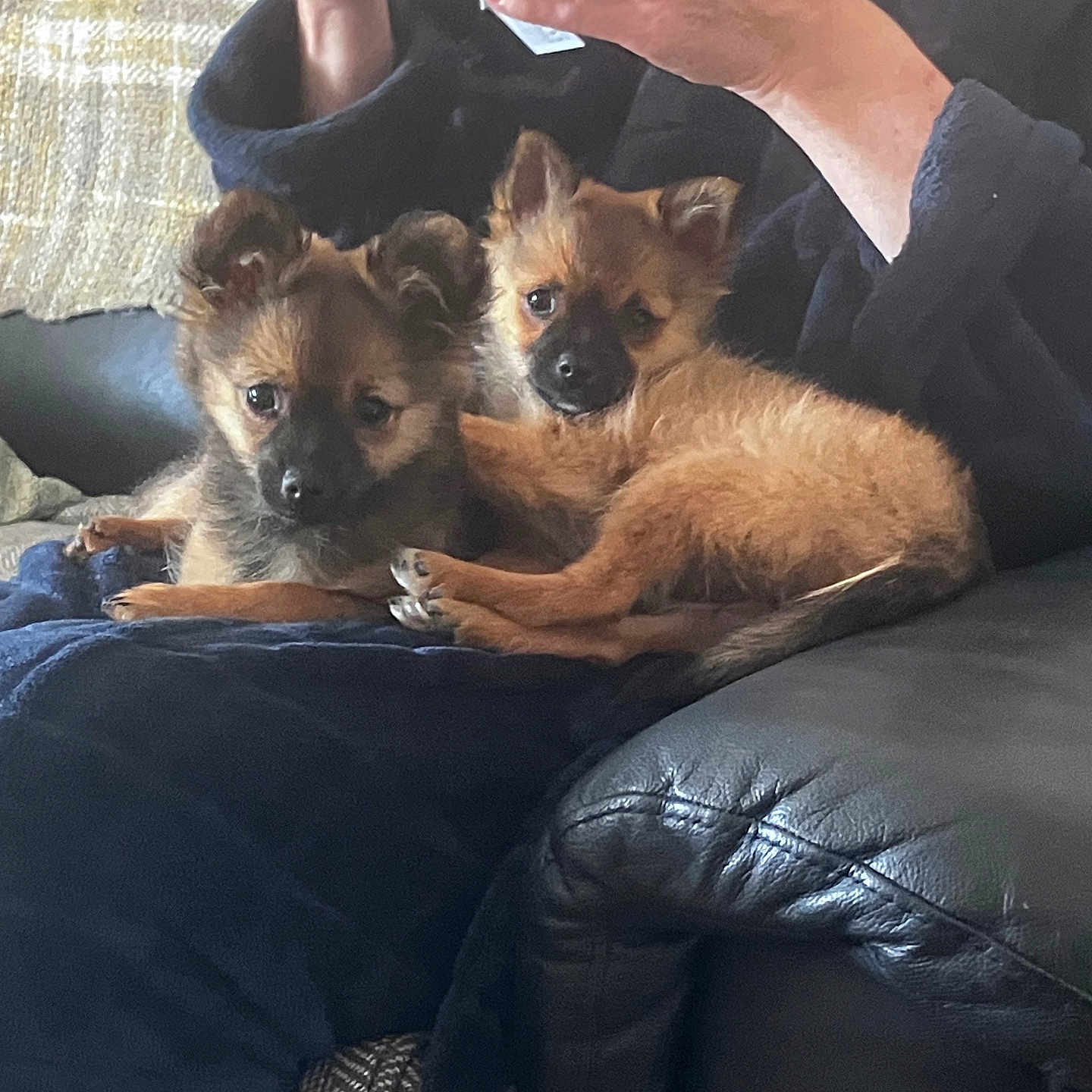 Esme And Ada is registered to the contest to win money with this photo: animal, black, blanket, brown, couch, cozy, dog, ears, eyes, face, fur, hand, indoors, lap, person, pet, phone, puppies, relaxing, resting