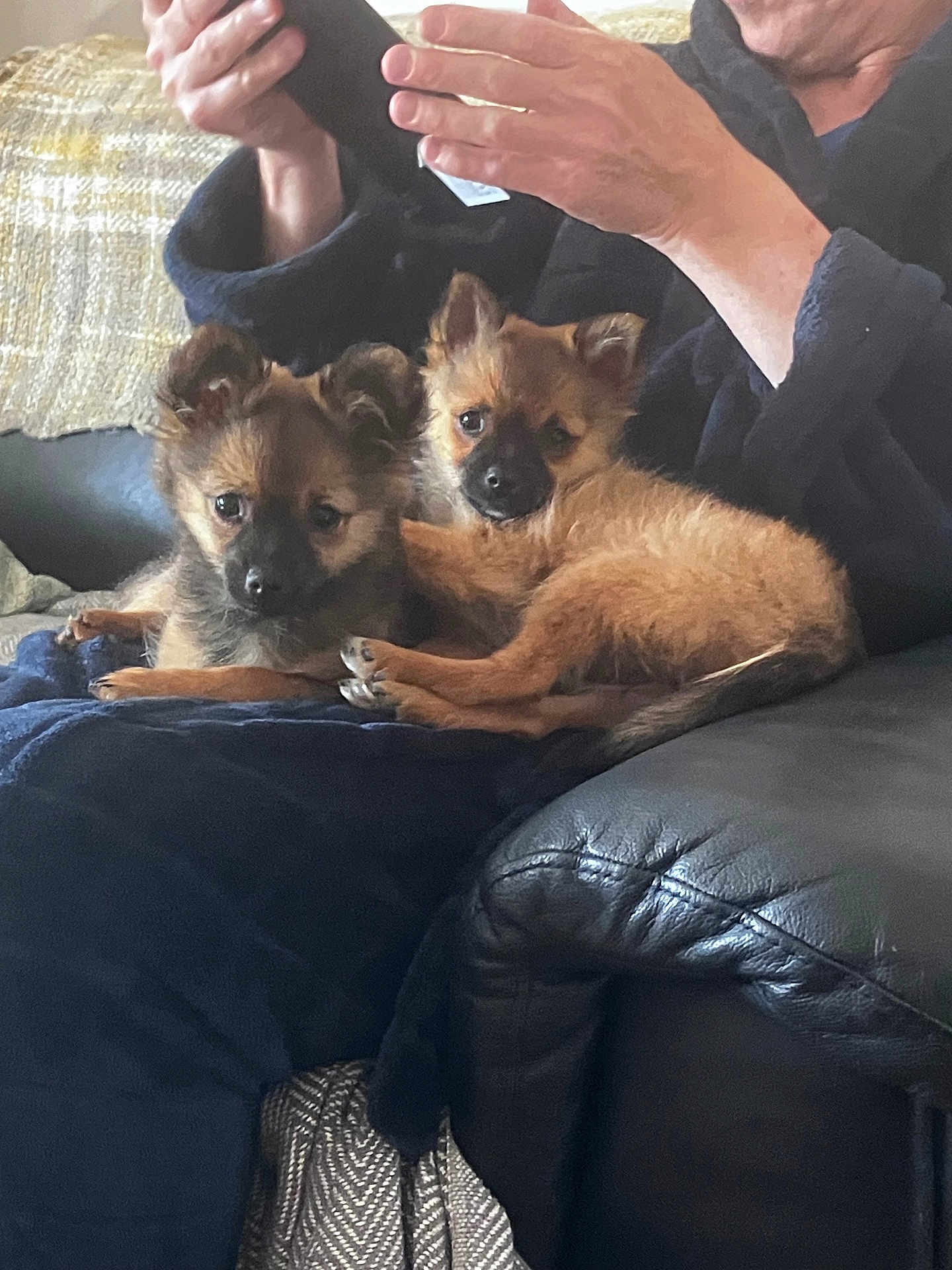 Esme And Ada is registered to the contest to win money with this photo: animal, black, blanket, brown, couch, cozy, dog, ears, eyes, face, fur, hand, indoors, lap, person, pet, phone, puppies, relaxing, resting