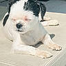 dog, small_dog, black_and_white, outdoor, sunlight, lounging, cushion, furniture, relaxation, pet, canine, resting, daylight, modern, patio, quiet, peaceful, animal, companion, sunny