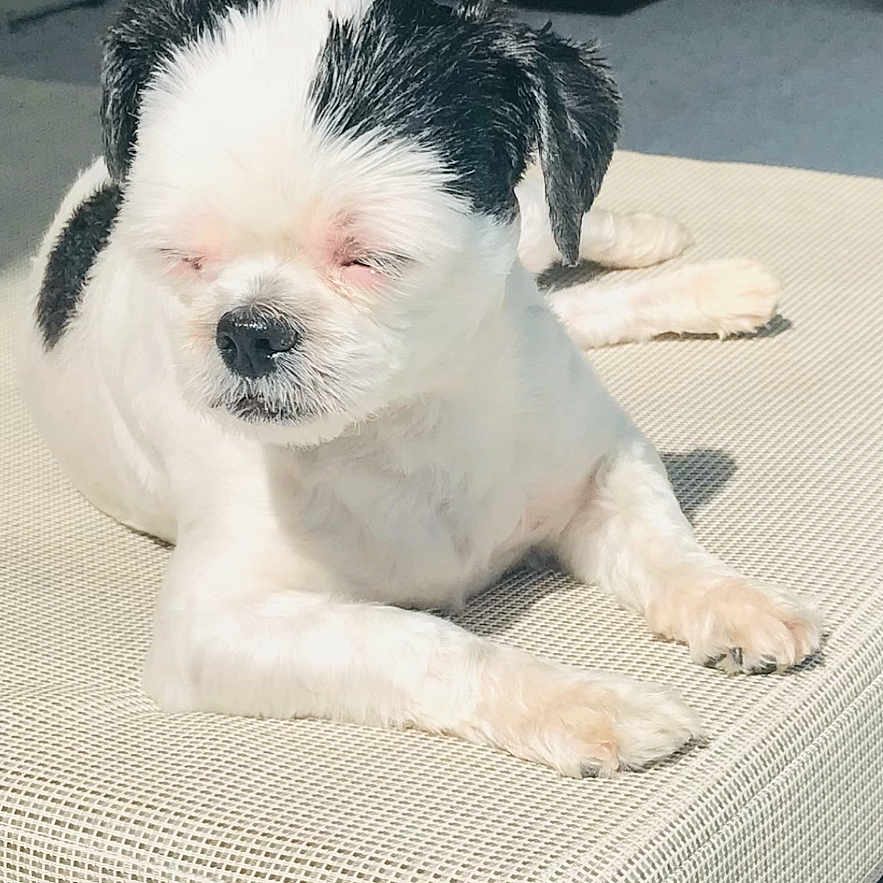 Bella
