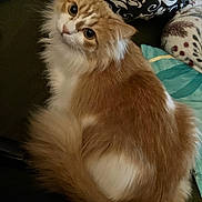Honey joined the competition — help win amazing prizes! cat, fluffy, orange, white, pet, animal, feline, cute, curious, indoor, couch, pillows, blanket, resting, cozy, fur, whiskers, tail, eyes, domestic
