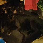Peanut joined the competition — help win amazing prizes! black_cat, cat, chair, indoor, furniture, patterned, brick_wall, fabric, dark, blurry, pet, animal, relaxing, sitting, yellow_eyes, shadow, home, cozy, feline, domestic